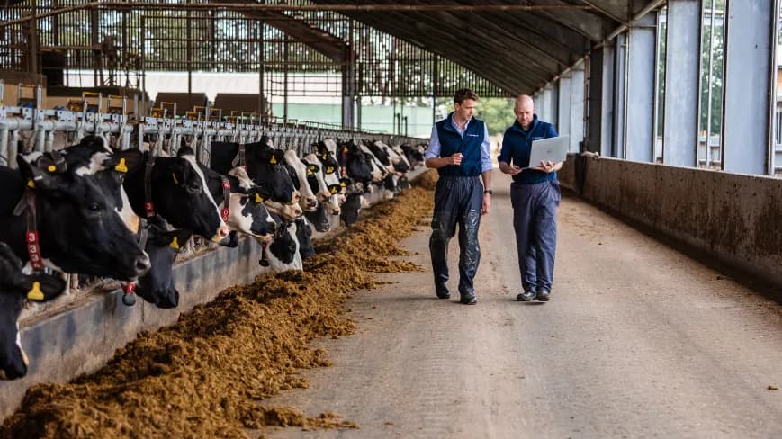 Two Vet Vision AI team members walking through a dairy shed