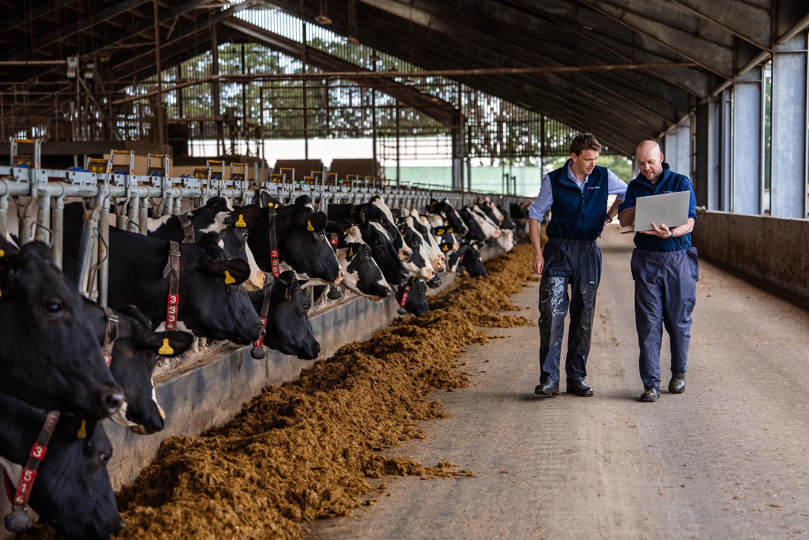 Vet Vision AI team members reviewing dairy welfare data in a shed