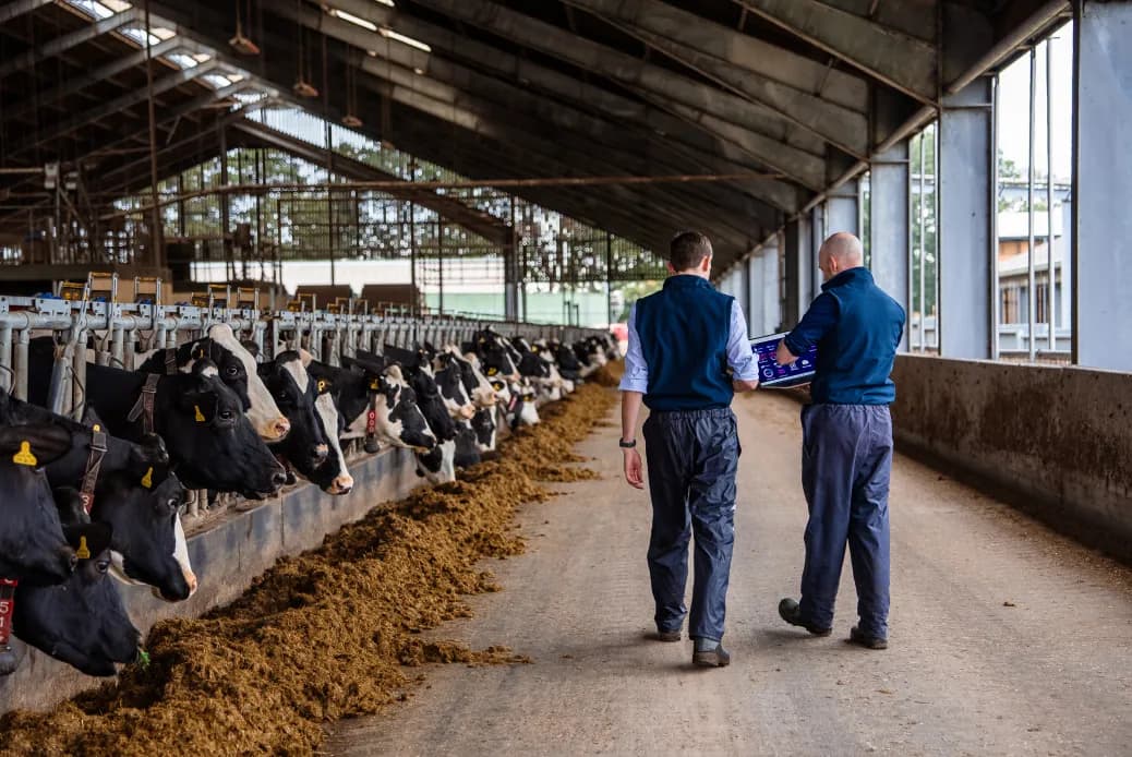 Vet Vision AI team members reviewing dairy welfare data beside cows in a barn